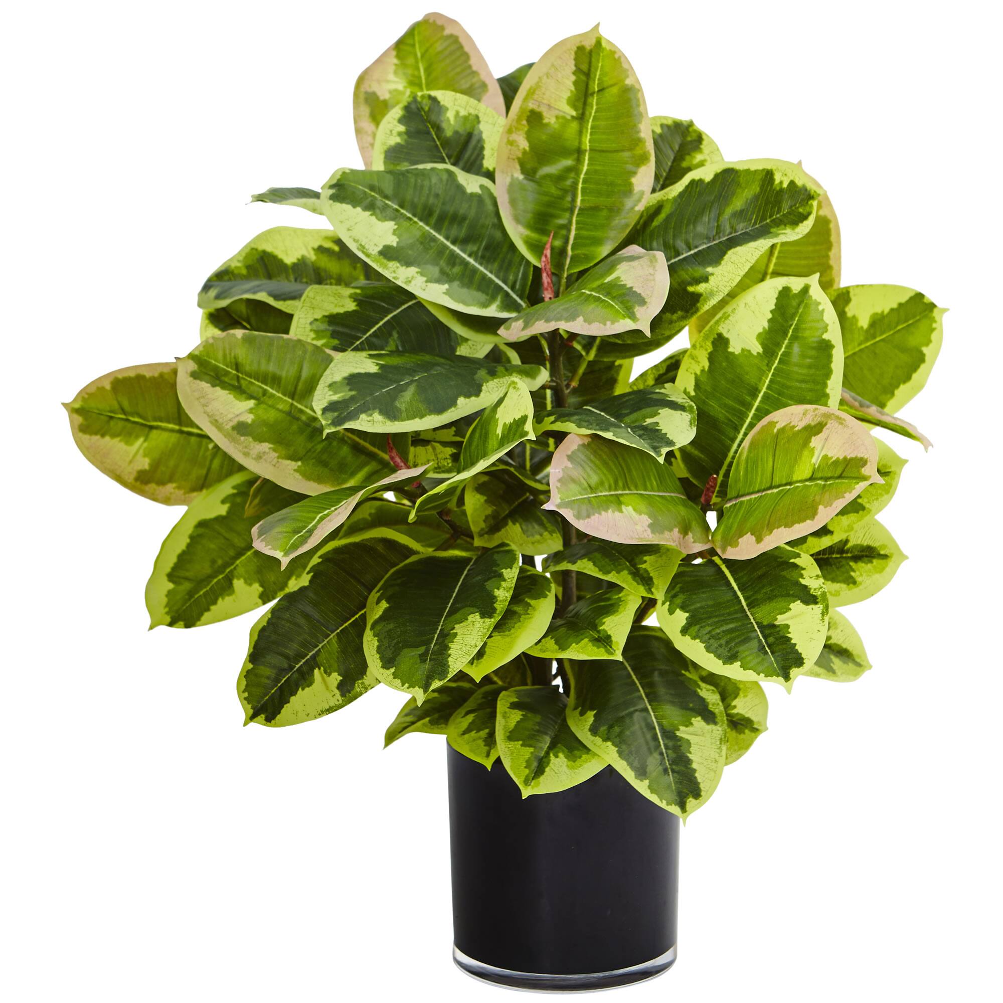 2ft. Rubber Plant in Glossy Cylinder